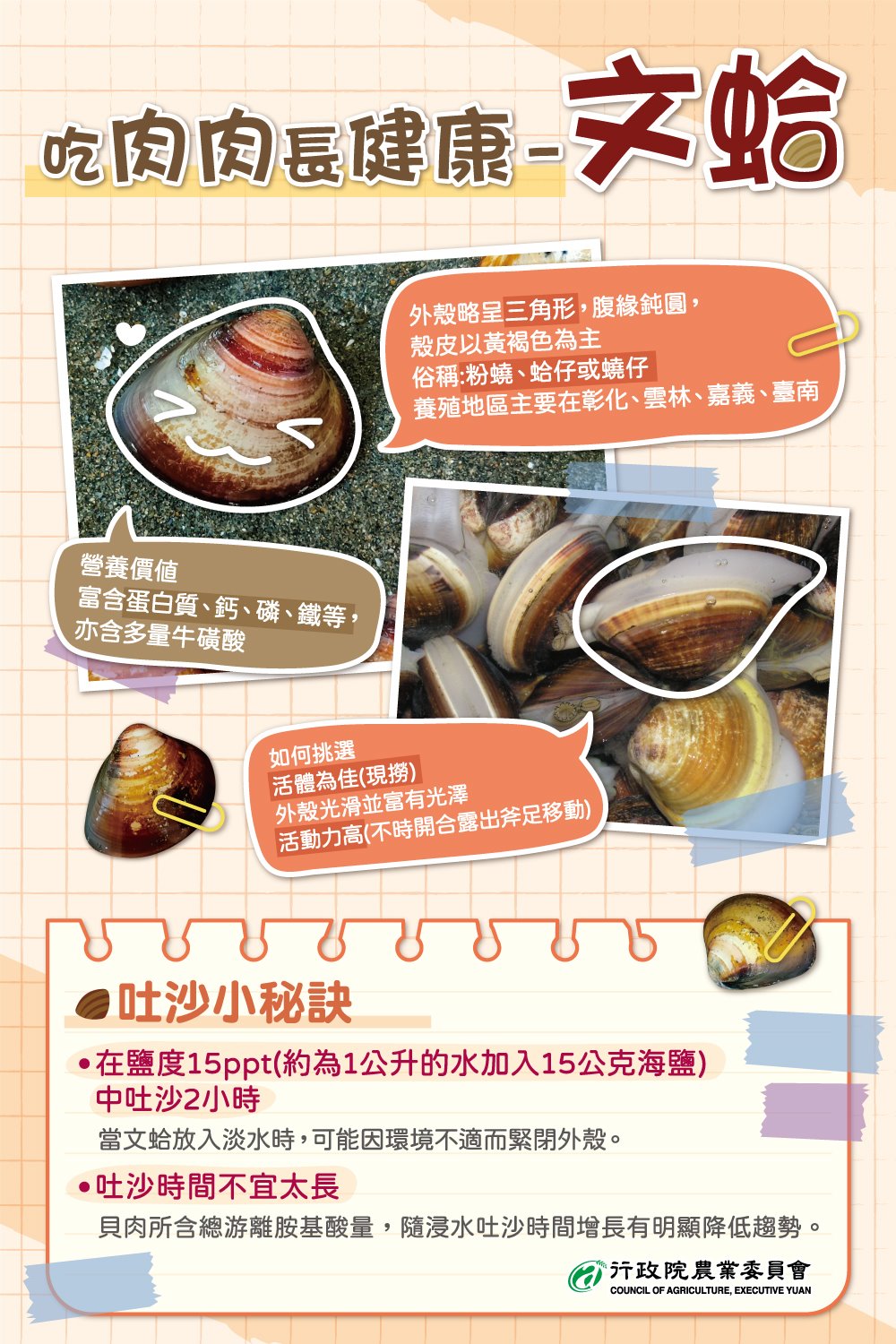 文蛤是天然又營養的食材。(圖/翻攝自行政院農業委員會Facebook)