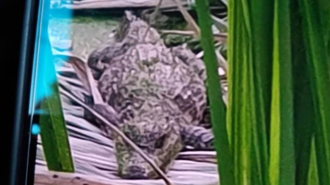 筊白筍田驚見鱷魚！他急求助沒人信　縣府證實急捕捉