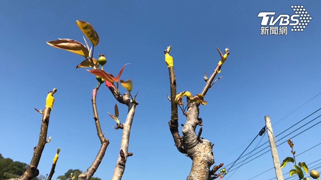 寒流又連續降雨！農作凍壞損失近3億　高接梨穗最傷