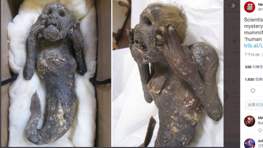 挖出286年「人魚木乃伊」!死前猙獰露尖牙 巨尾超粗壯