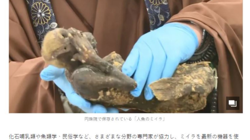 人魚長達30公分。(圖/翻攝自《FNN News》)