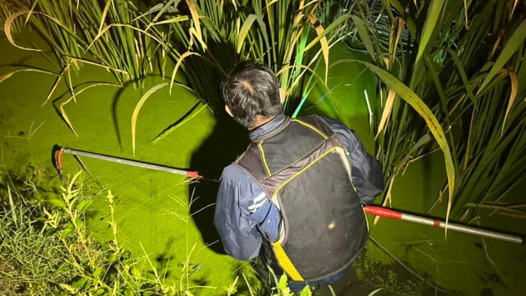 南投埔里筊白筍田驚見鱷魚。（圖／翻攝自爬蟲動物救援協助送醫治療臉書）