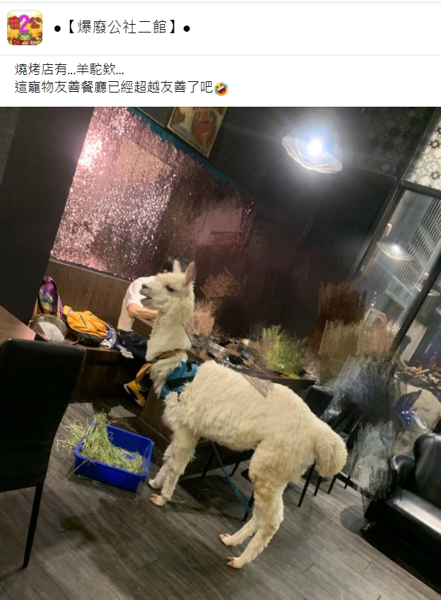 羊駝被帶進燒烤店裡。（圖／翻攝自爆廢公社二館）
