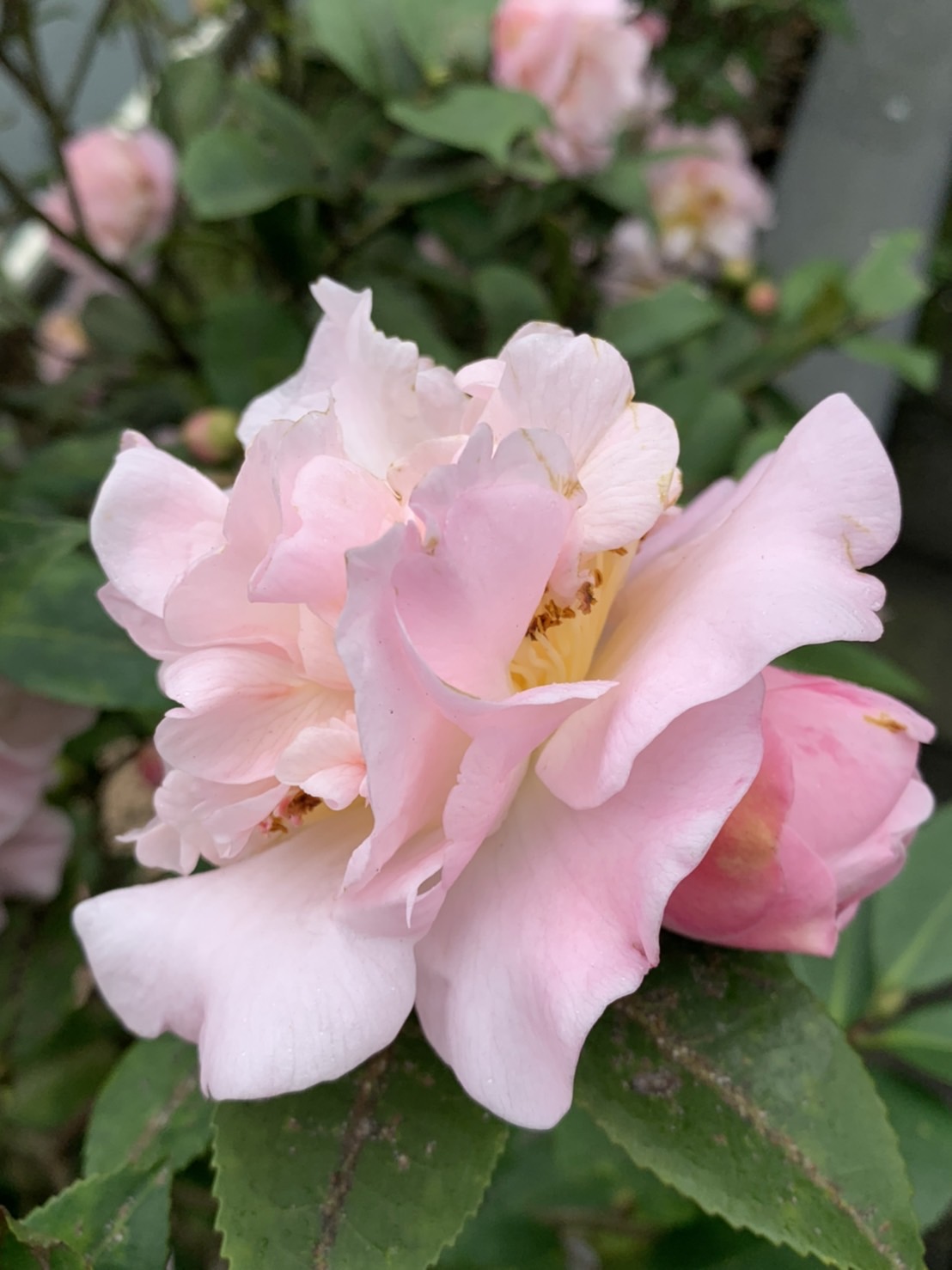 山茶花。圖／TVBS