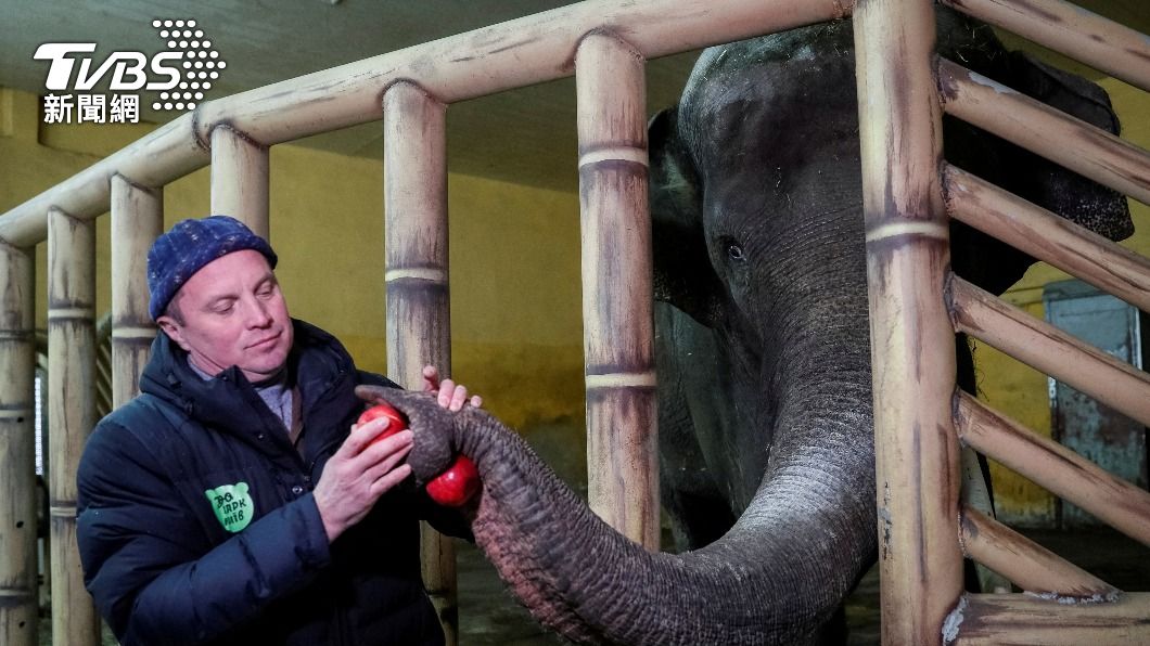 基輔動物園陷戰火 大象需安撫陪睡 狐猴壓力大棄新生兒