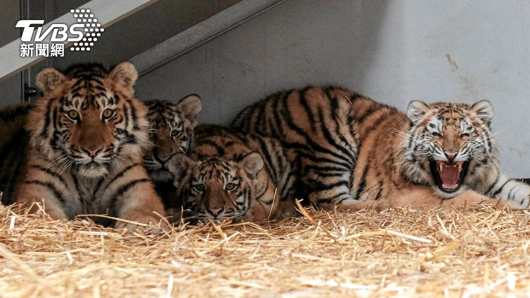 基輔市外的野生動物收容所已經將獅子和老虎移至波蘭避難。(圖/達志影像路透社)