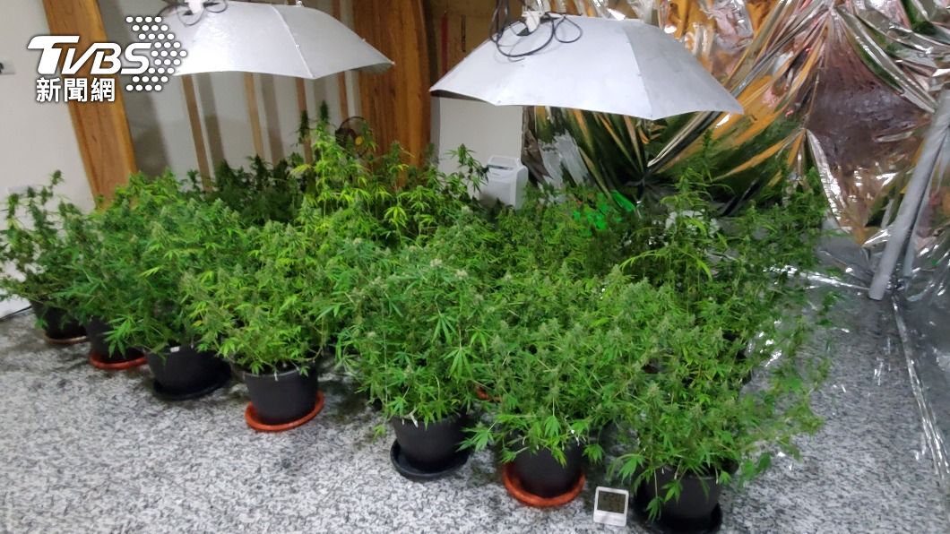不法集團僱農夫民宅內種大麻 全天顧盆栽薪低被逮恐關10年