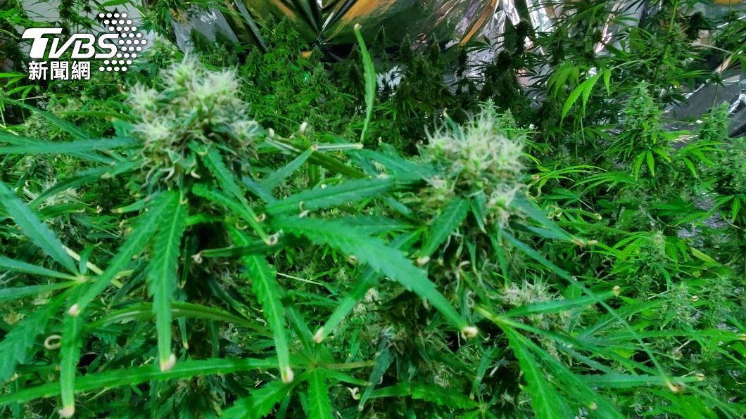 現場查獲155個大麻活株。(圖/TVBS)