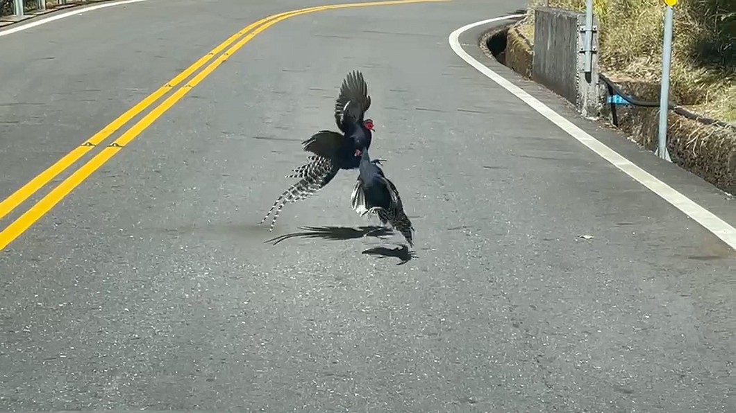 圖／提供莊姓鳥友