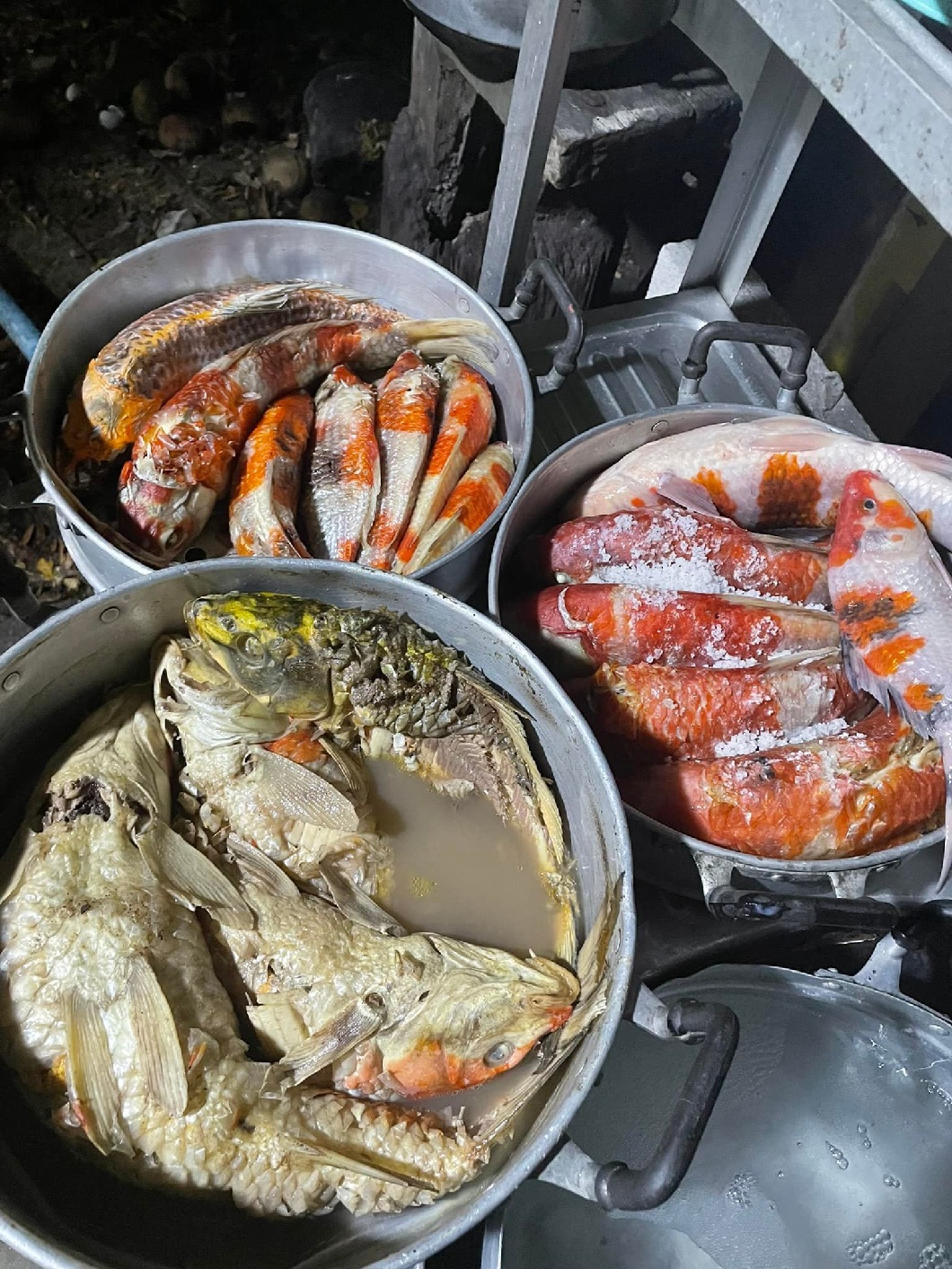 泰國一名司法部官員網購一款淨水粉竟害飼養家中30多條錦鯉一夕暴斃。（圖／翻攝自泰國頭條新聞微博）