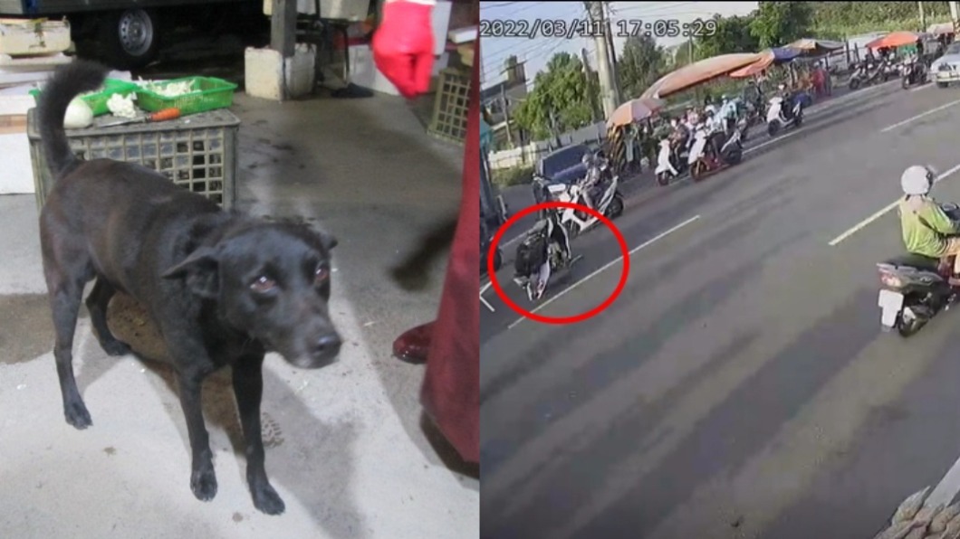 全因攤販這舉動!狗狗撒尿變追撞事故 機車前翻慘成拱橋