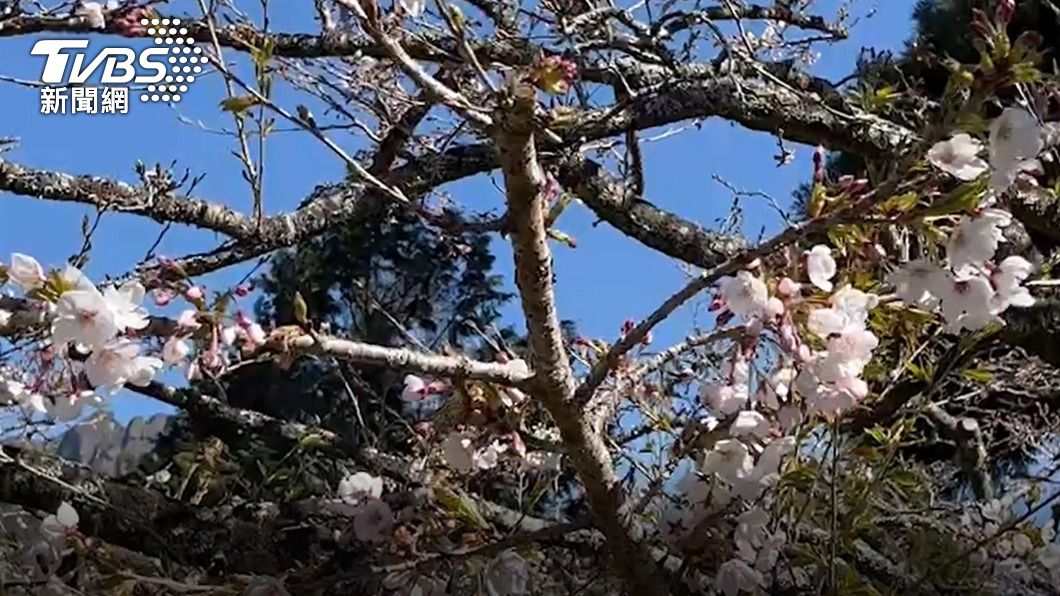 阿里山國家公園也出現大批賞櫻人潮。(圖/TVBS)