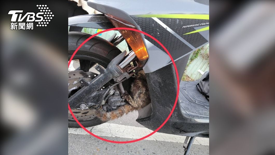 貓咪愛玩「躲貓貓」先躲機車再藏巡邏車引擎室