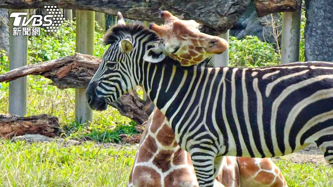 小斑馬和長頸鹿家族當室友? 木柵動物園曝背後溫馨原因