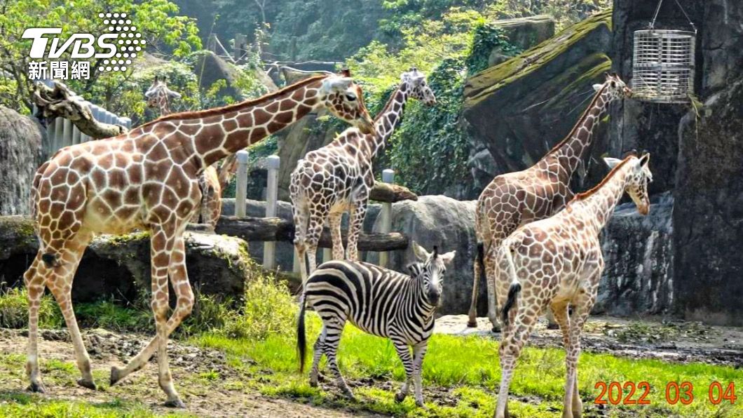 小斑馬「玲瓏」早已和長頸鹿家族當了三年多的「室友」。（圖／動物園提供李明騏先生攝）