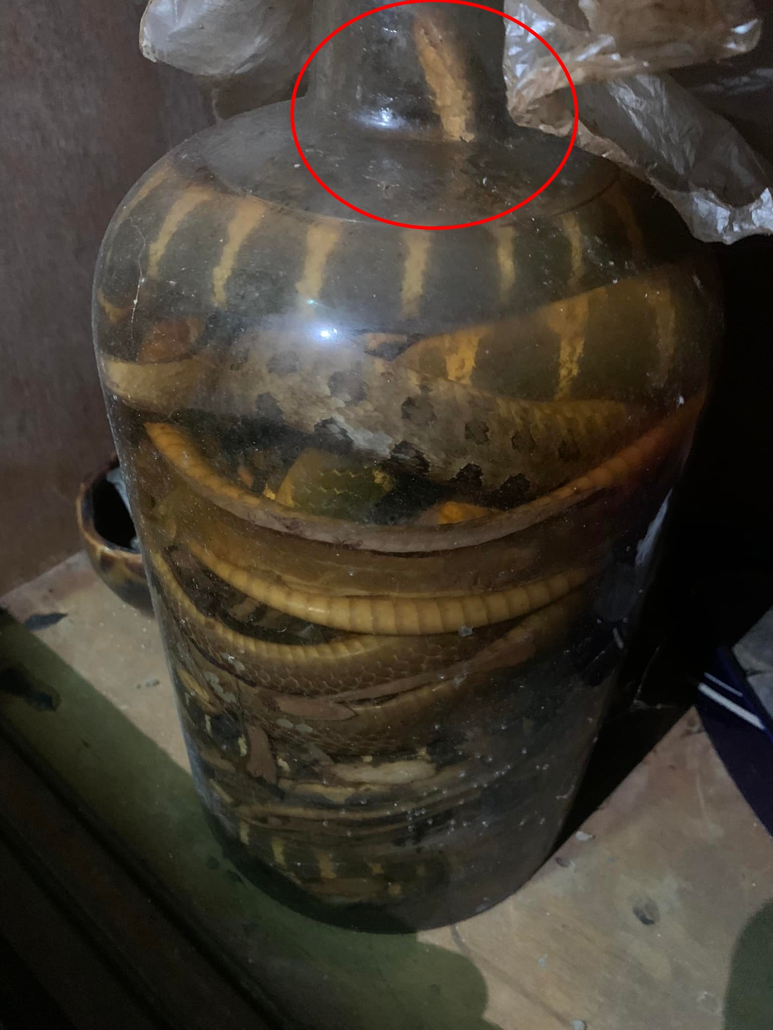 有網友眼尖發現,有一隻蛇將頭伸向瓶口處呼吸(紅圈處)。(圖/翻攝自爆廢公社)
