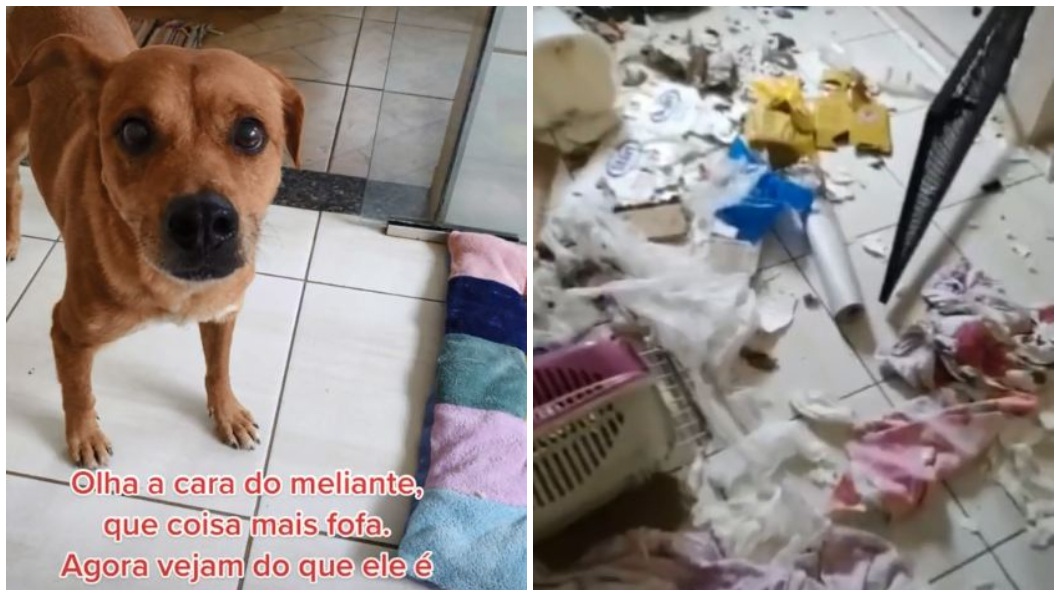 巴西一隻毛小孩醒來後發現蛋蛋不見了氣得破壞現場。（圖／翻攝自TikTok@drajessicapossari）