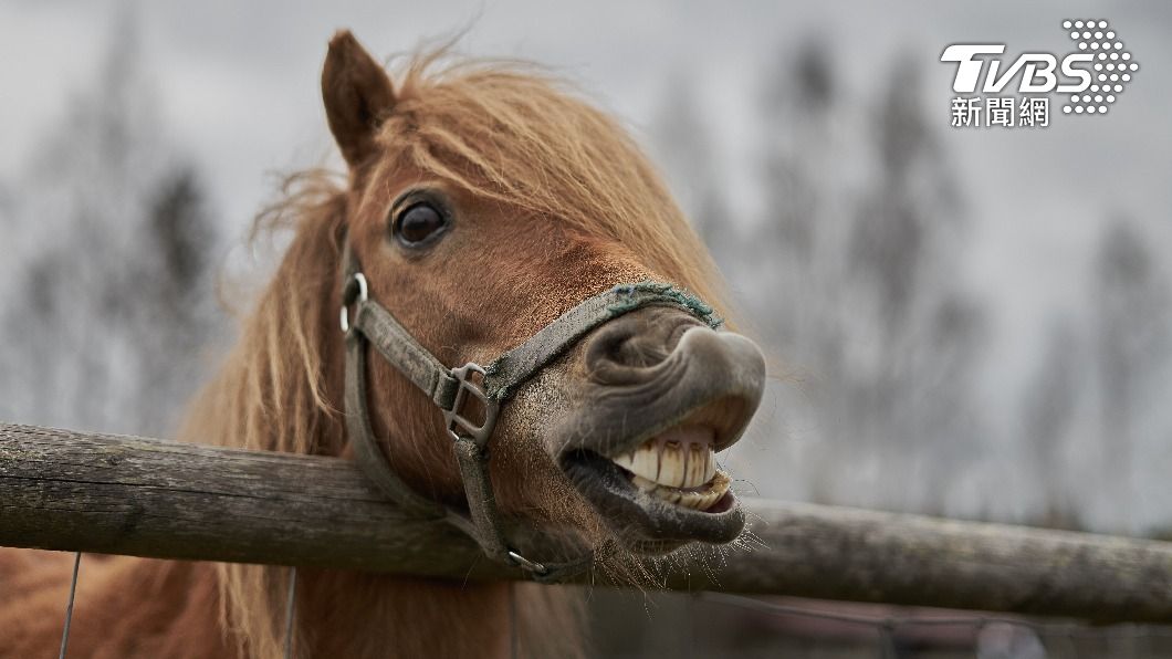 影片內容涉及和馬的人獸交。(示意圖/shutterstock達志影像)