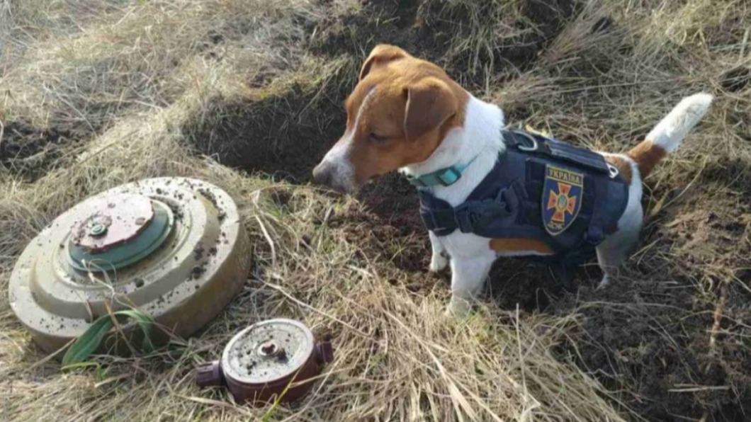 烏軍收編最萌生力軍!傑克羅素犬衝前線搜地雷