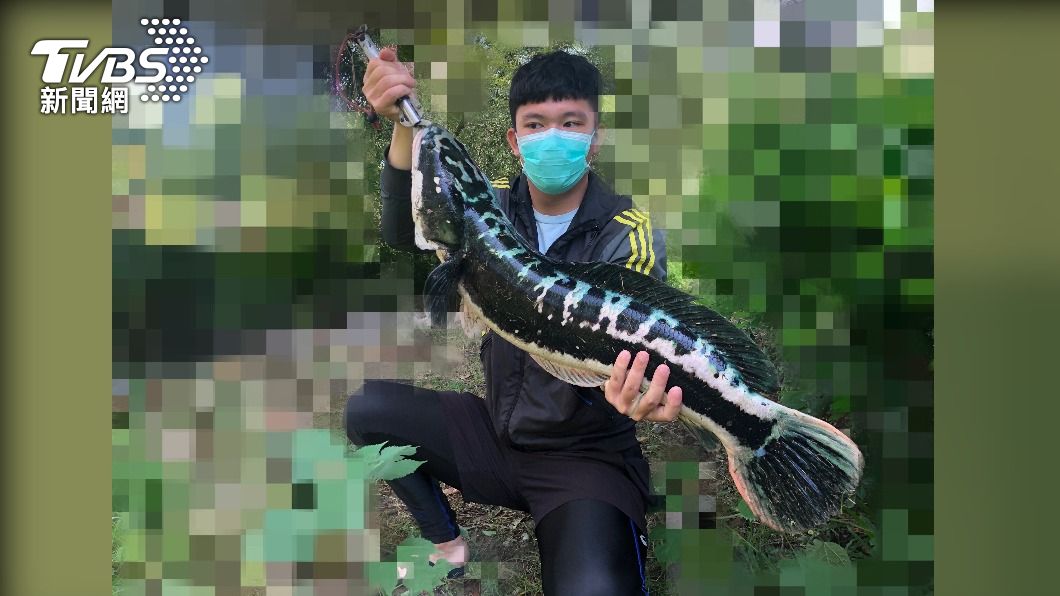 魚虎最大可破一米。(圖/民眾提供)