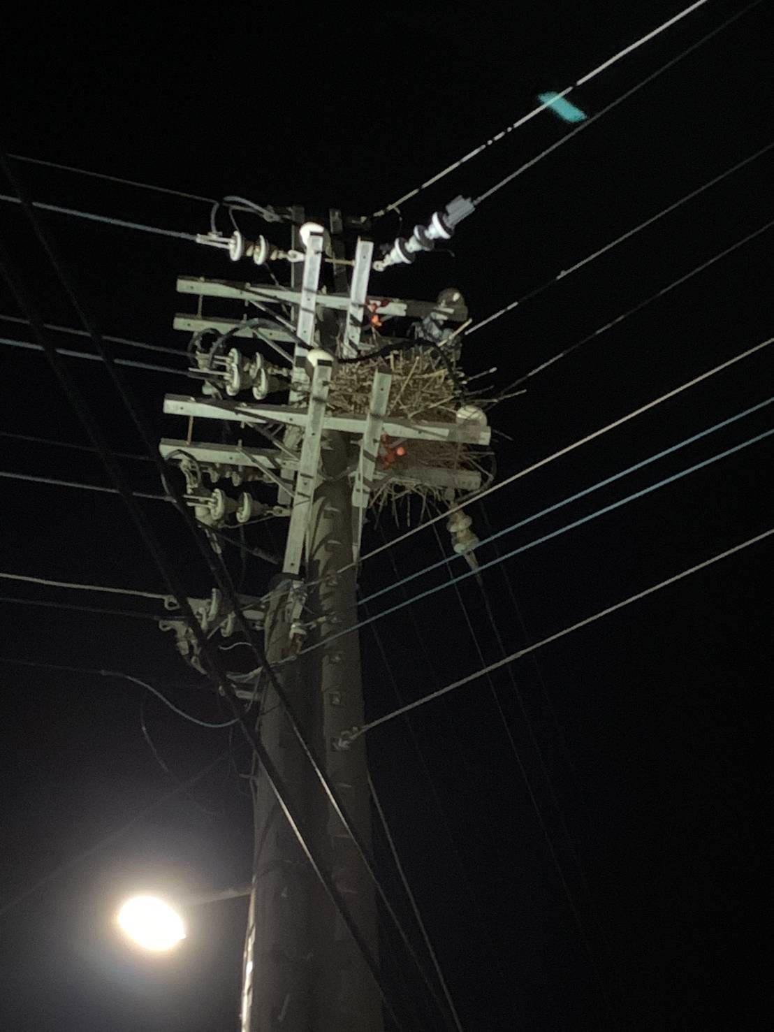 這個季節經常有喜鵲在電杆上築巢。(圖/翻攝自爆廢公社)