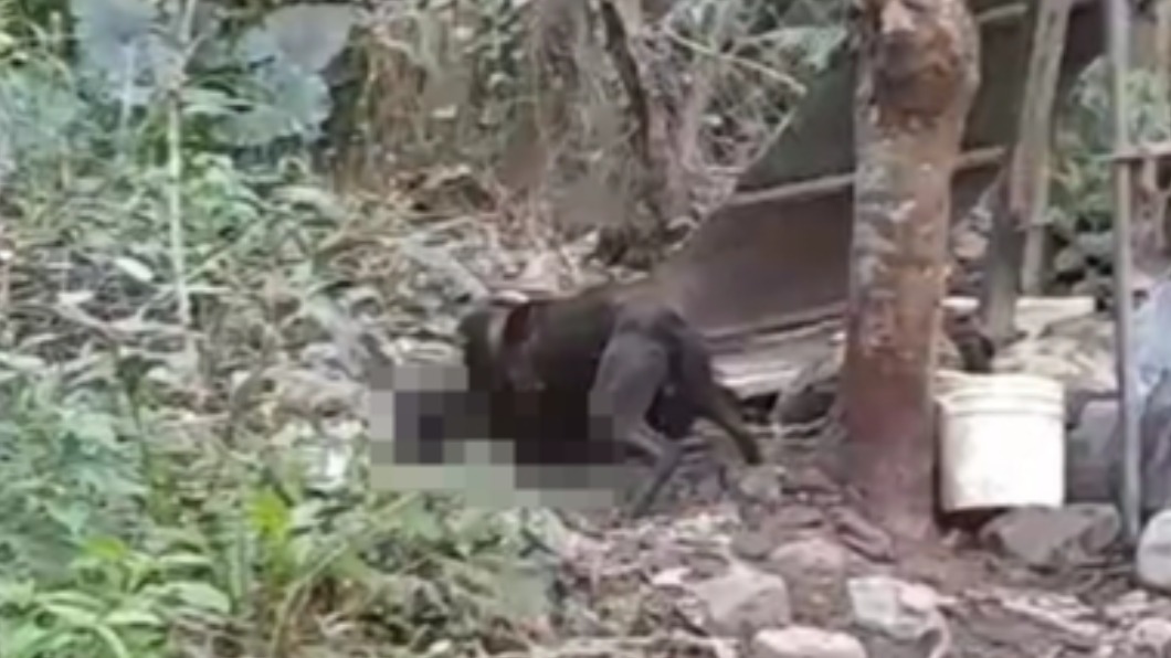 又是比特犬!闖農園咬死小黑狗 民眾怒:咬到小孩怎辦?