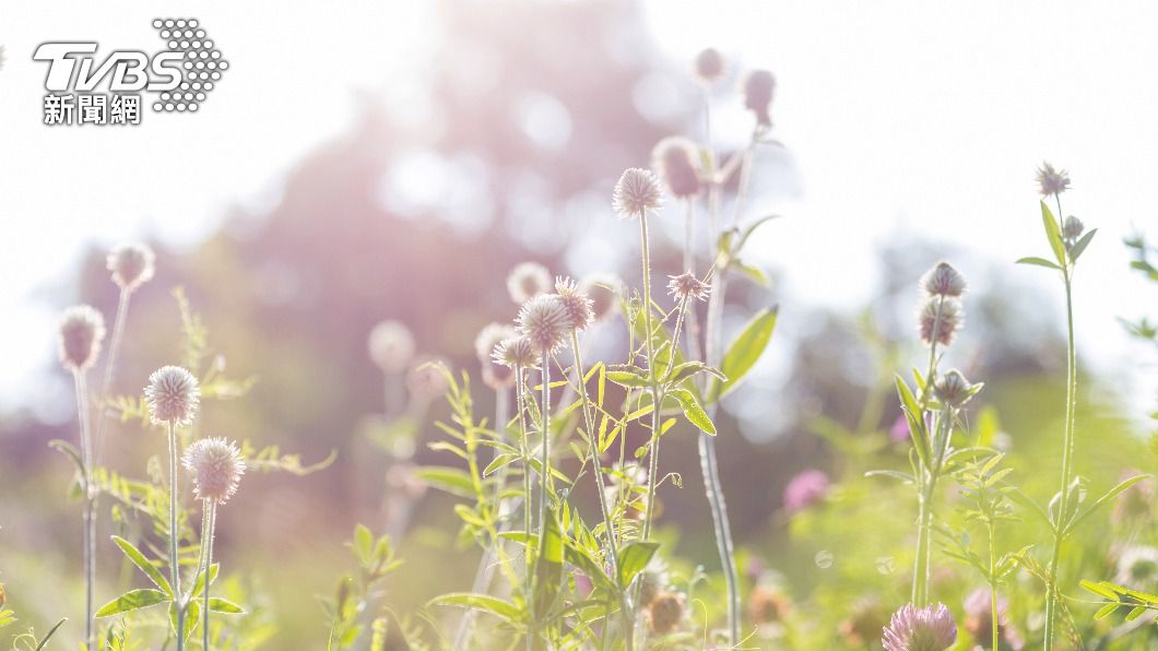 3月20日為24節氣裡的春分。 （示意圖／shutterstock達志影像）