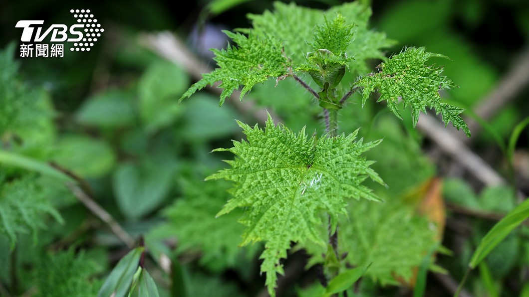 登山誤摸「兇猛植物」！女劇痛紅腫冒水泡　4症狀快就醫