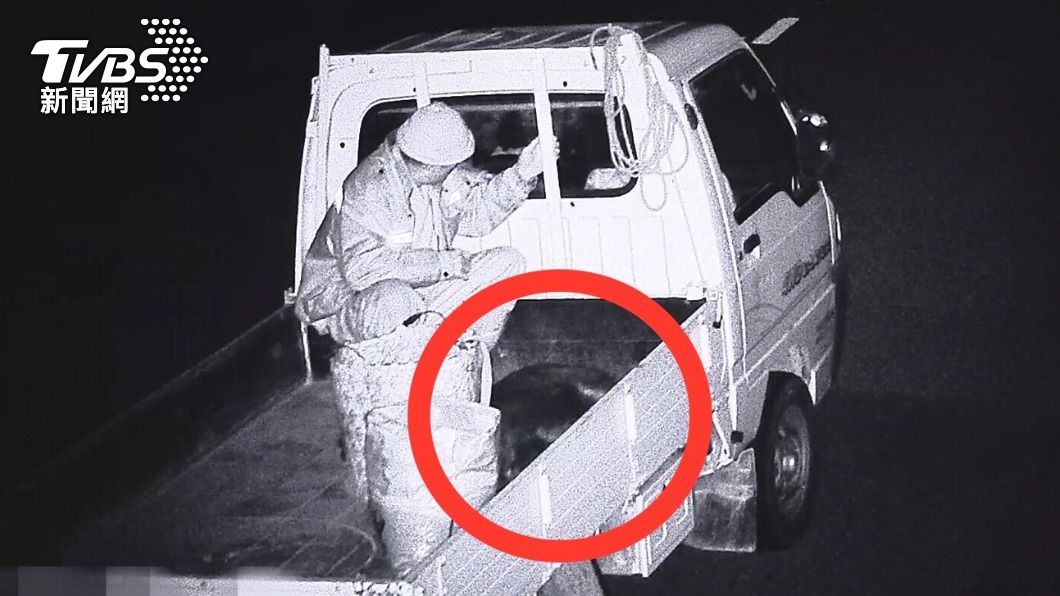 監視器全都錄!天真賊偷山豬怕警逮 異想天開「藏肚」煮來吃
