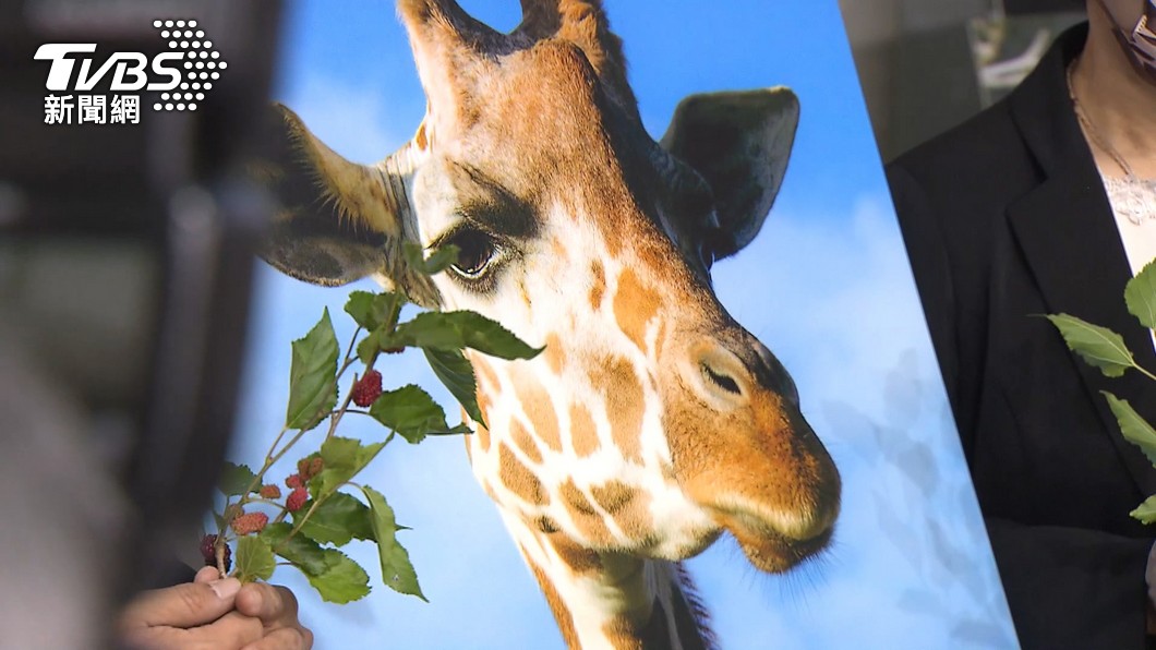 遭批漠視動物！六福村3點反駁不實指控　動團回應了