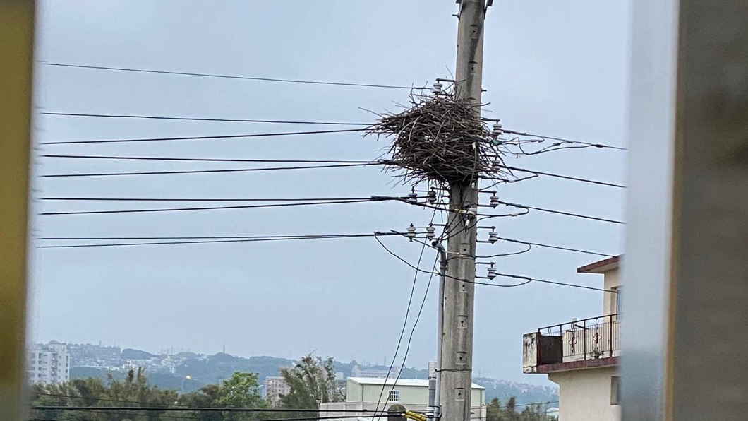 憂停電!開窗驚見電桿遭鳥築巢 通報台電拆「違建」