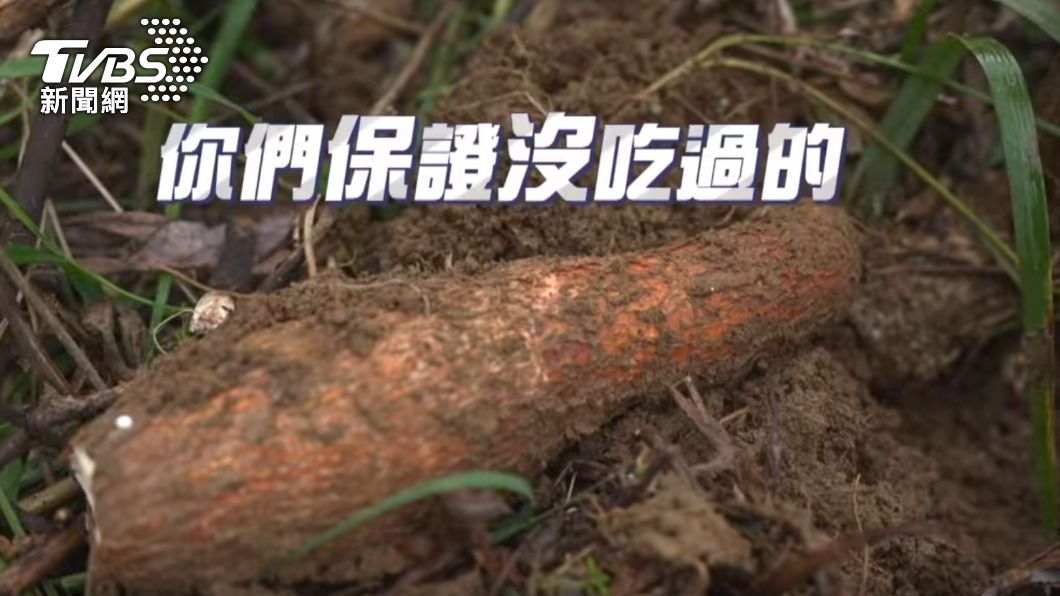 樹薯真面目。（圖／TVBS）