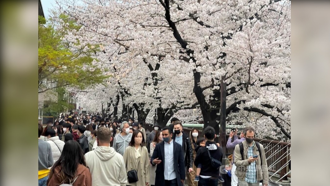 東京櫻花盛開 目黑川湧入大批賞櫻客
