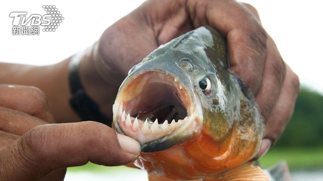 被警誤認嫌犯 足球員跳河遭食人魚吞噬「僅剩骨骸」