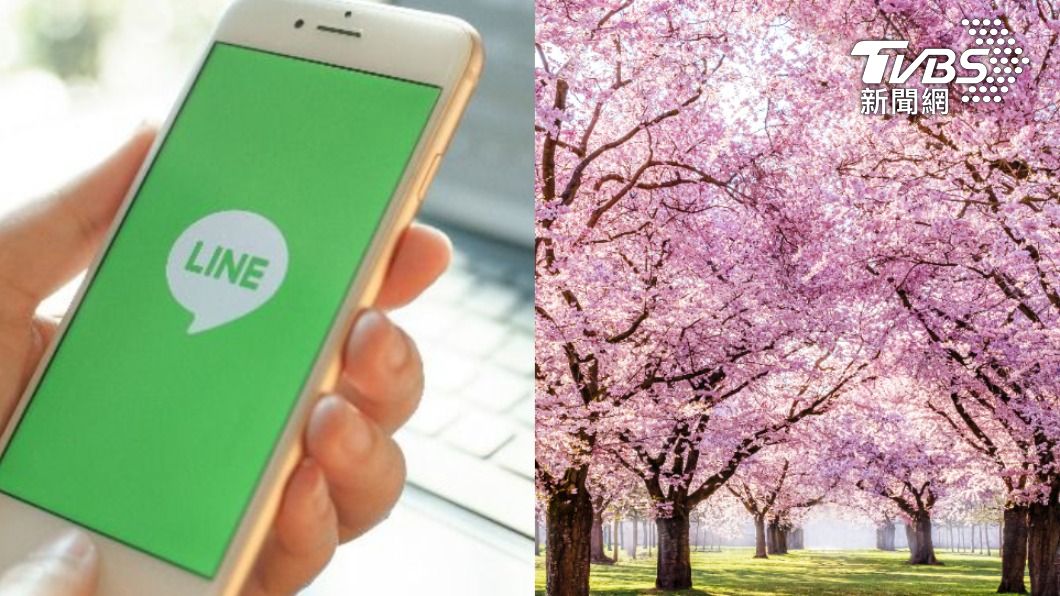 一秒到日本!「LINE櫻花雨」美呆 官方曝暖心原因