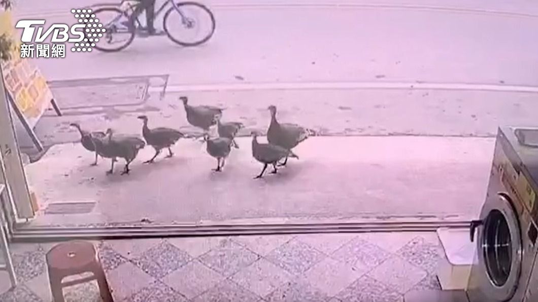 火雞出來逛大街。（圖／TVBS）