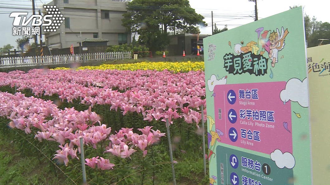 2022桃園彩色海芋季盛大亮相。（圖／TVBS）