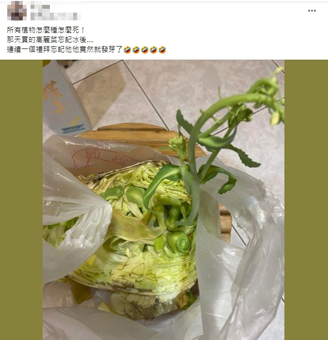高麗菜沒冰居然發芽了。(圖/翻攝自爆廢公社)