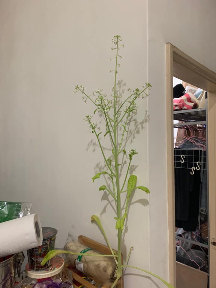 網友分享蘿蔔開花的照片。(圖/翻攝自爆廢公社)