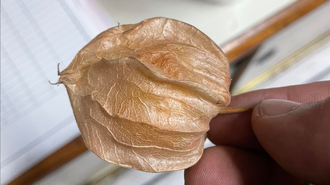 天價水果「一斤1千多」？內行曝口感解答：小時候都免錢