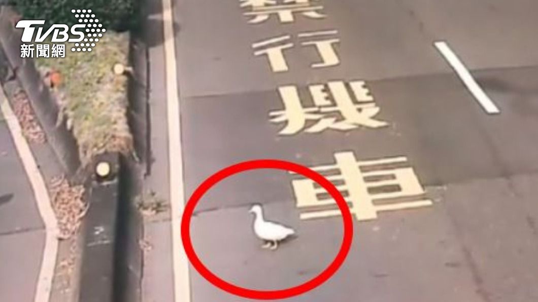 寵物鴨界奢侈品「柯爾鴨」翹家趴趴走　飼主急報警尋回
