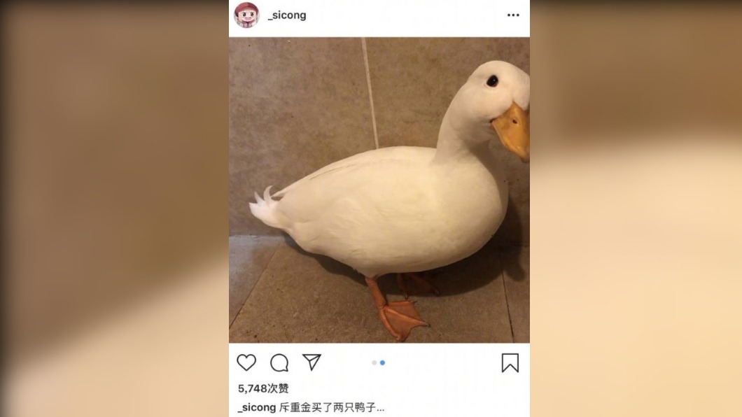 王思聰曾貼出自己的柯爾鴨照片。(圖/翻攝自王思聰 IG)