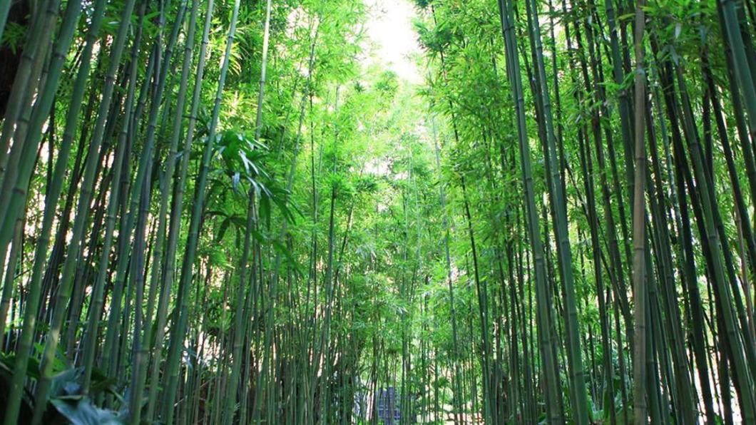 沒想到咖啡廳的庭園裡竟還隱藏著這麼一座竹林祕境。(圖/翻攝自可大王愛旅行)