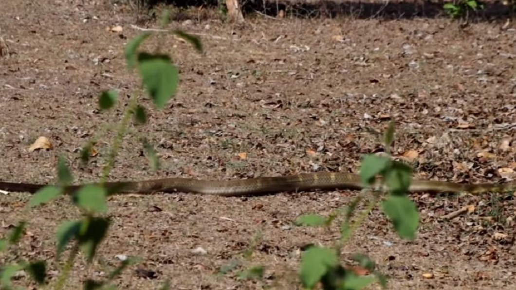 即便是眼鏡蛇也成為眼鏡王蛇的獵物。(圖/翻攝自YouTube King Cobra Conservancy)
