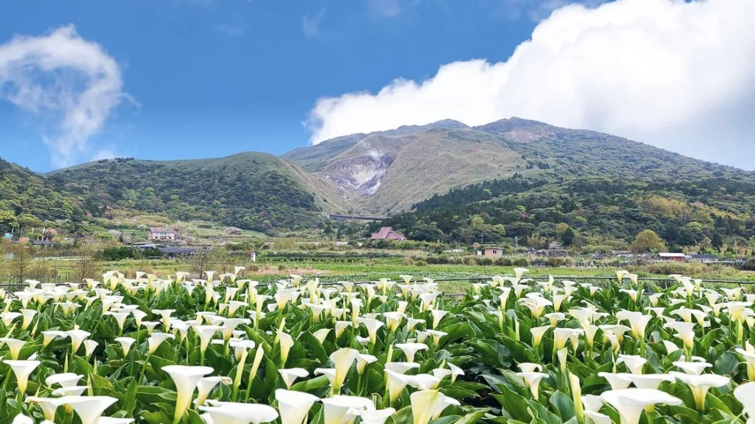 海芋盛開！打卡陽明山花海白波浪　絕美鞦韆、木屋都在這