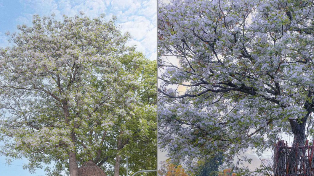 苦楝花爆發！隱藏「雪花鳥巢」樹屋藏這　祕境最美角度曝