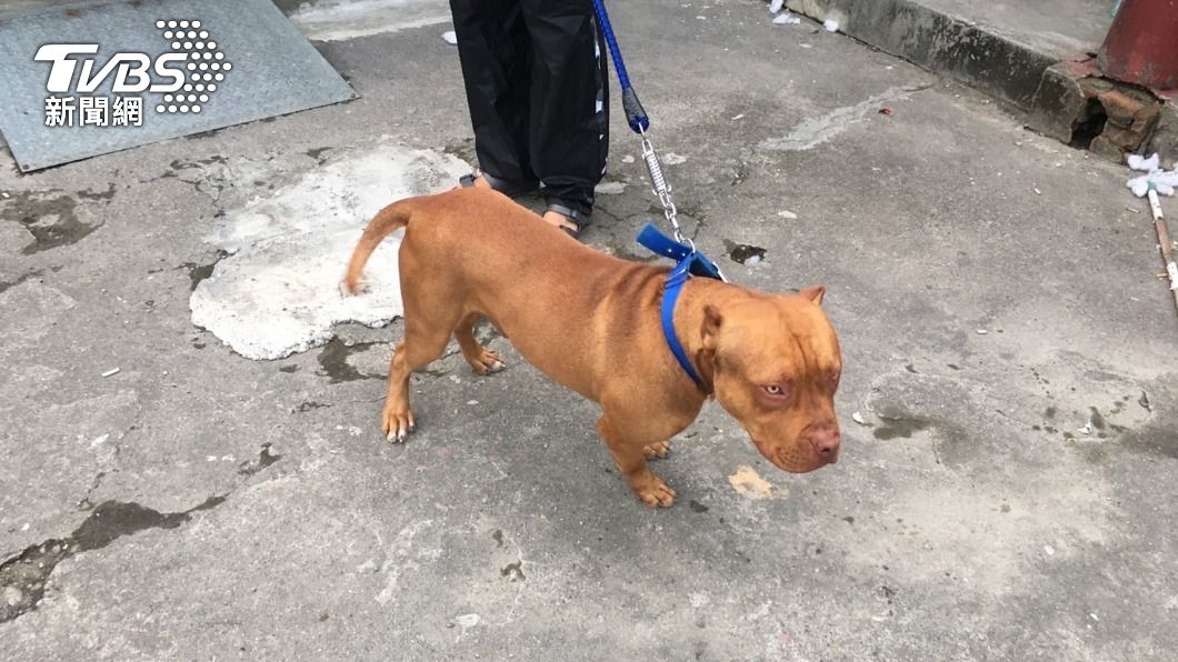 悚!疑似比特犬混種狗突掙脫 屏東1歲女童遭「扭甩」咬成重傷
