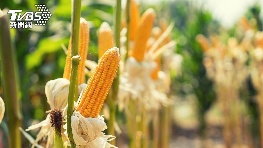 俄烏戰爭衝擊糧食供應 陸轉向美購入108萬噸玉米