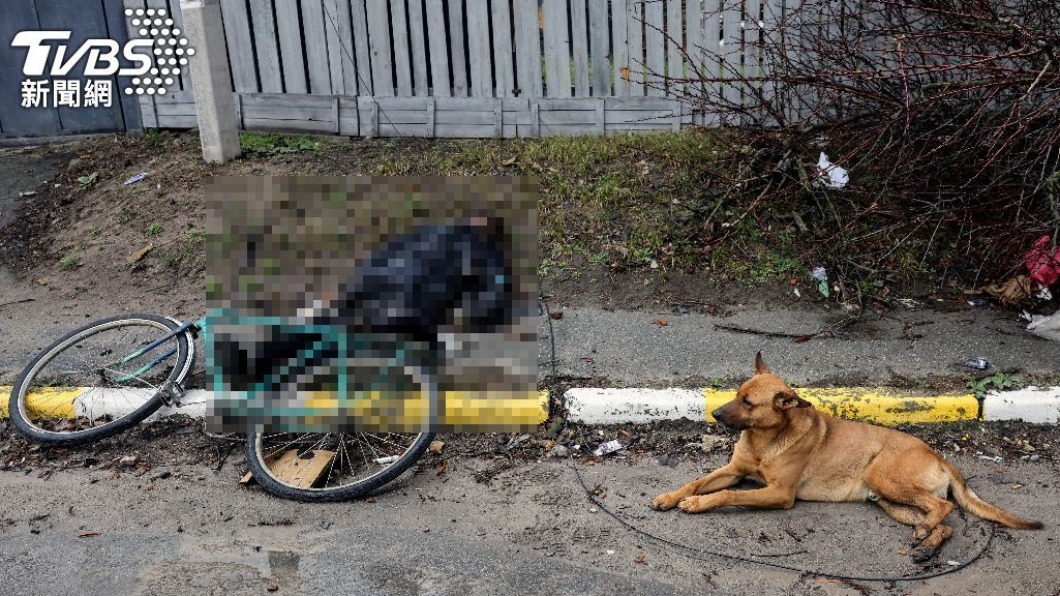 主人遭射殺!烏克蘭忠犬苦守遺體 「不忍直視」最後一面惹鼻酸