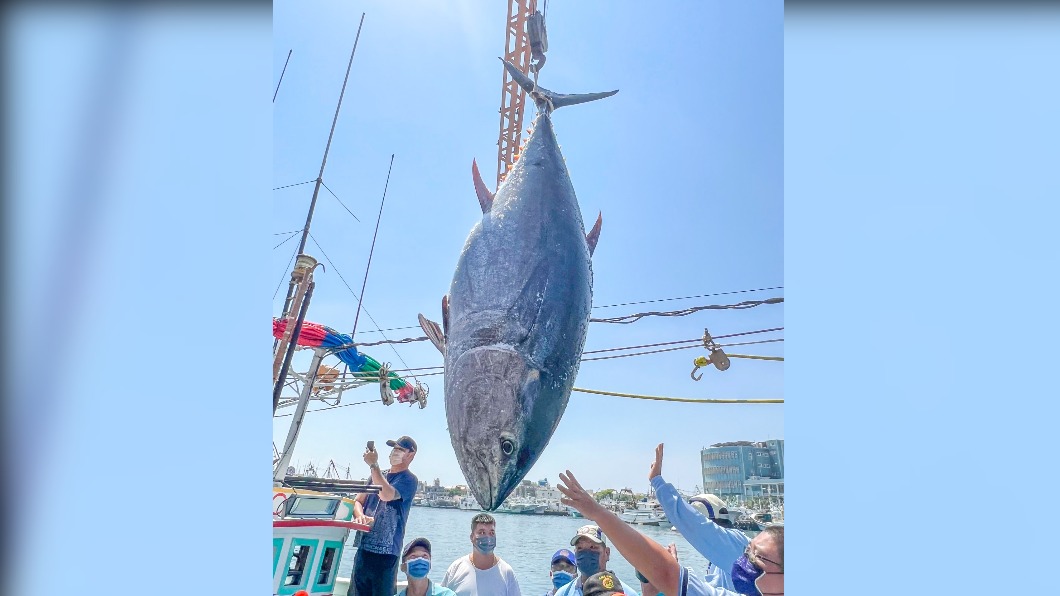 今年全國「第一鮪」屏東上岸! 罕見在西南方海域捕獲